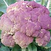 Cauliflower Sicily Purple 